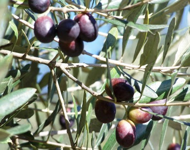 aceite2